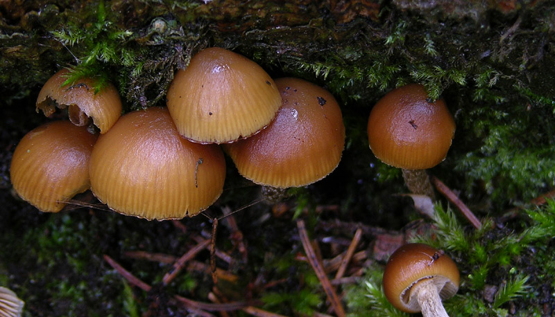 Galerina da determinare n37(2007)